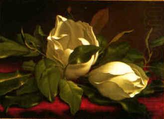 Magnolia hgh, Martin Johnson Heade